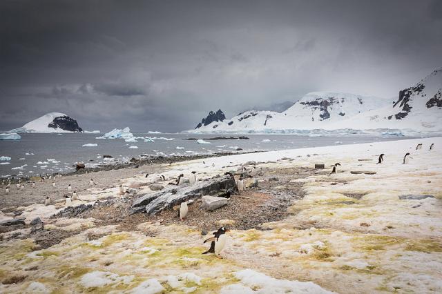 133 Antarctica, Danco Island, ezelspinguins.jpg